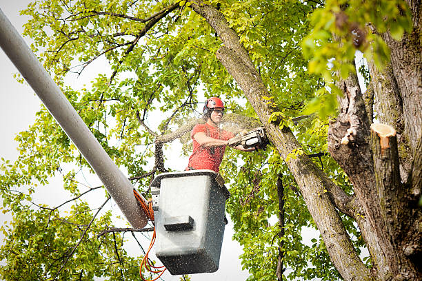 Tree Health Inspection in Farmington, MI